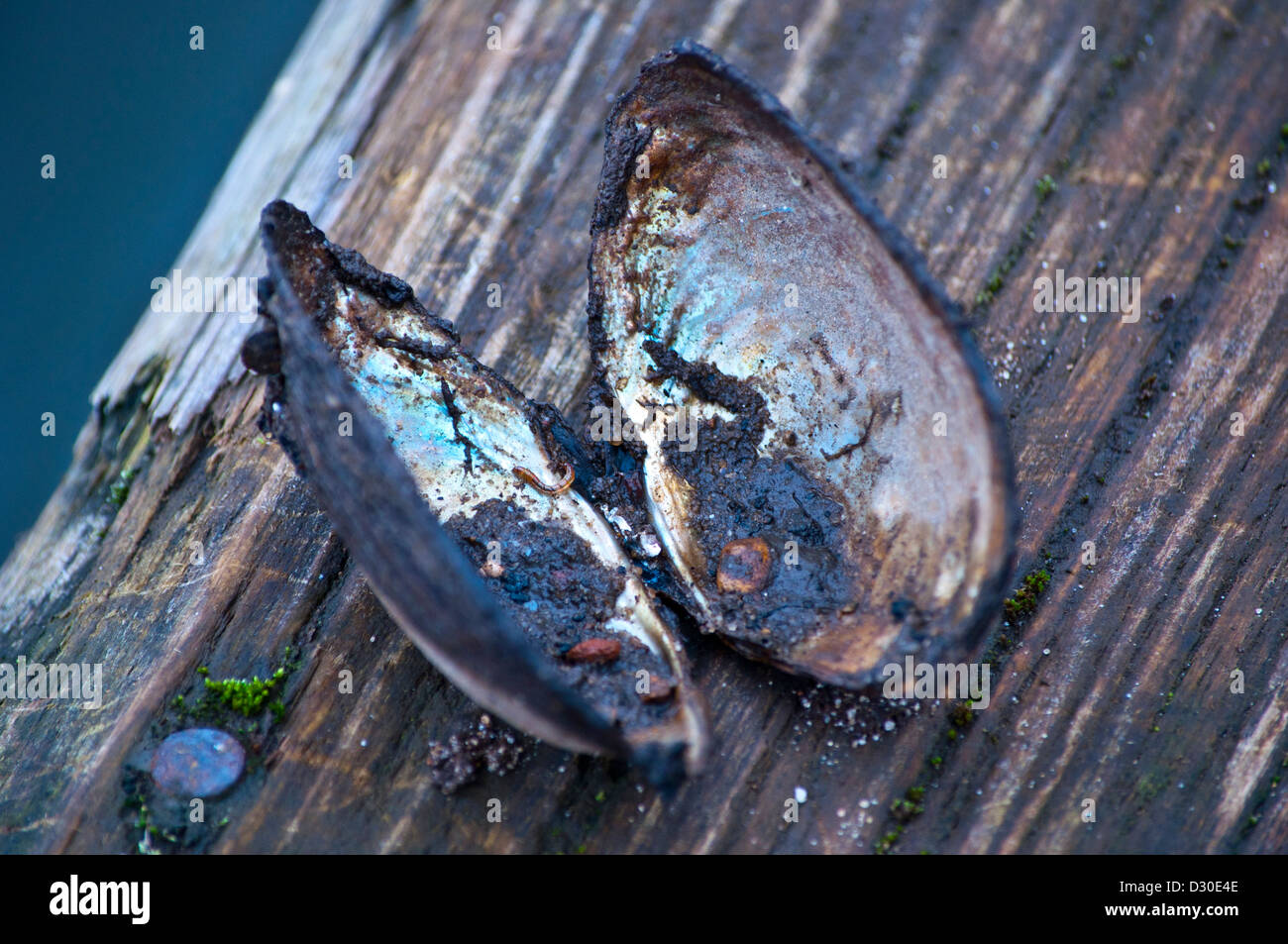 Open shell on fresh water mussel Stock Photo