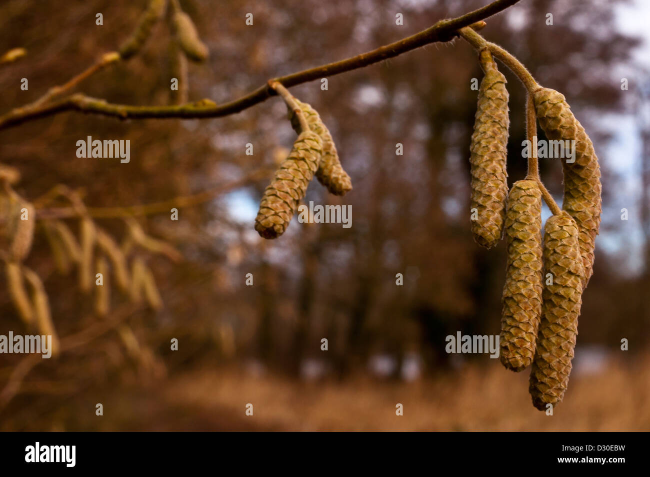 Catkins of downy birch tree Betula Pubescens Stock Photo Alamy