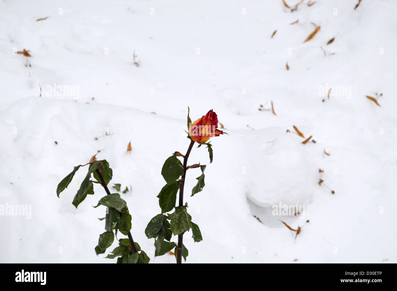 Dead cut rose blooms on hires stock photography and images Alamy