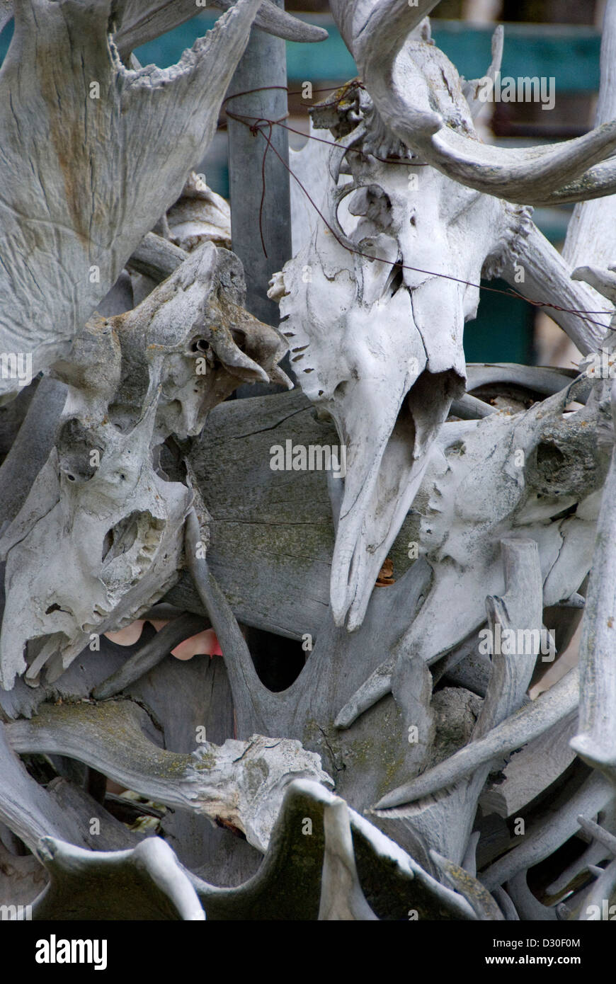 Moose Skulls, Alaska, USA Stock Photo - Alamy