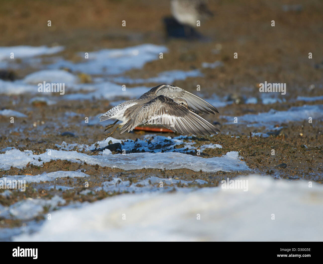 Knot in flight Stock Photo - Alamy