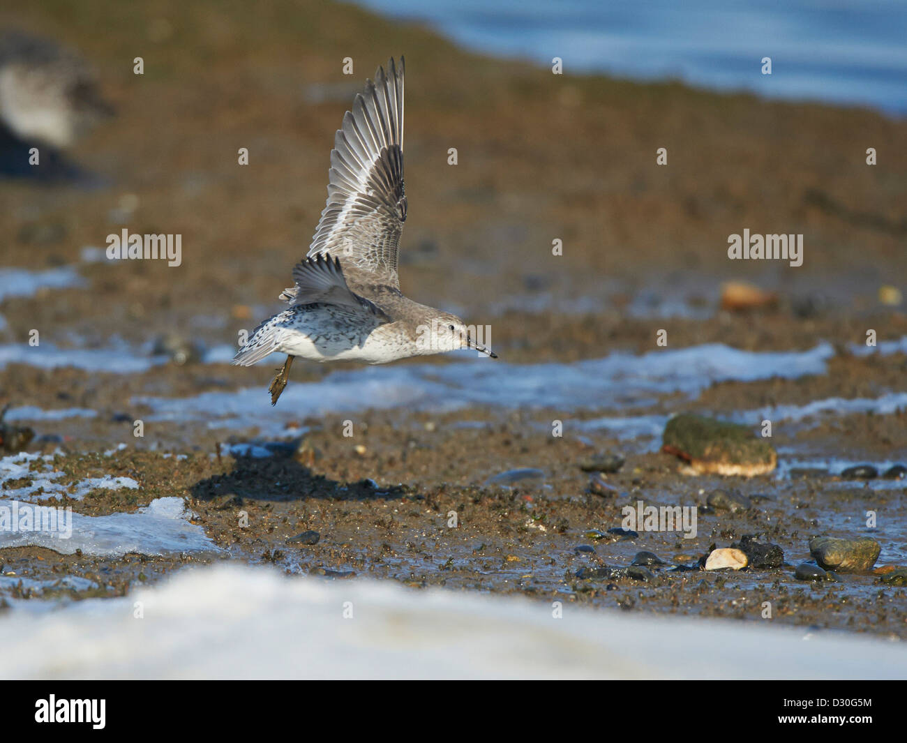 Knot in flight Stock Photo - Alamy