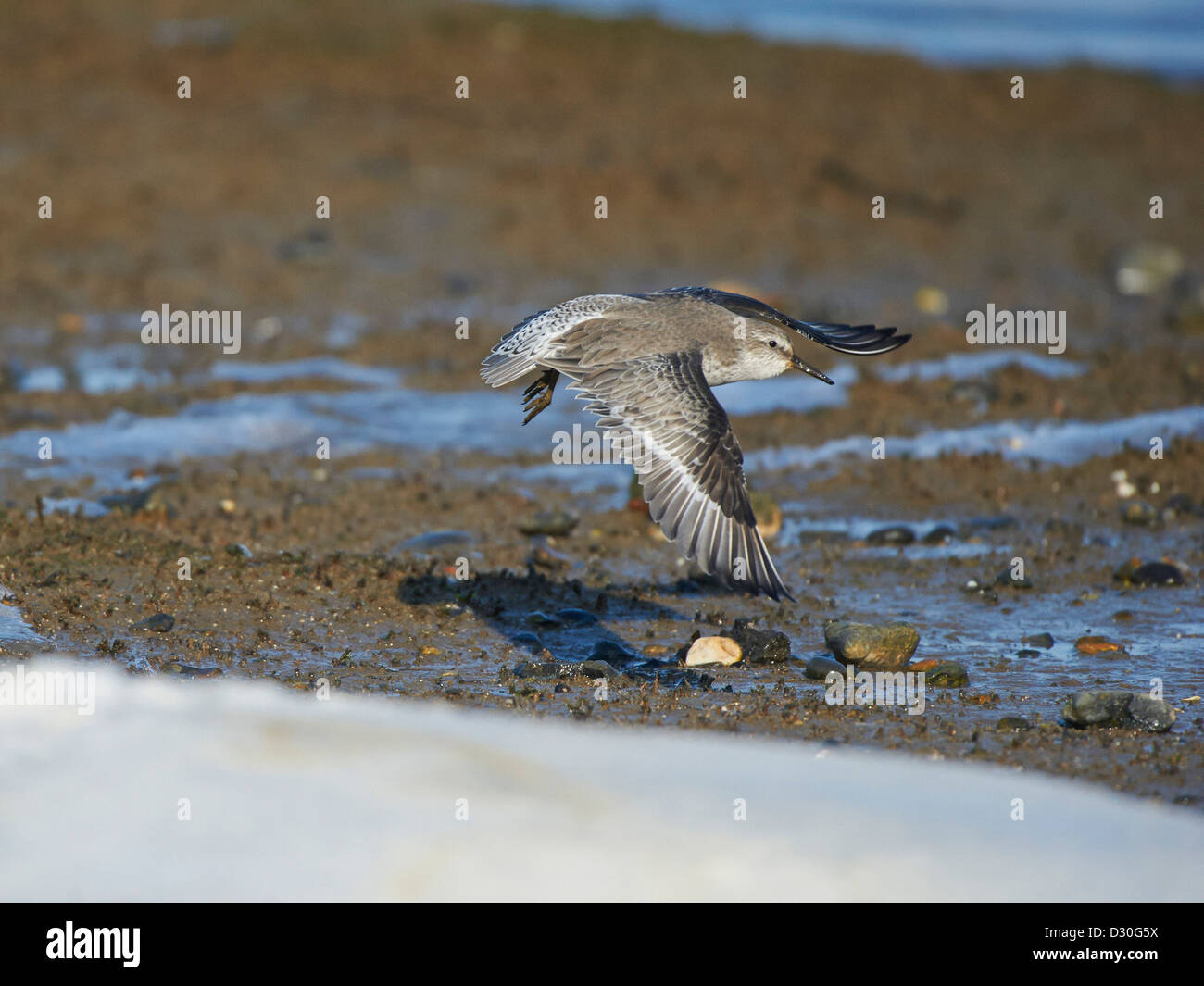 Knot in flight Stock Photo - Alamy