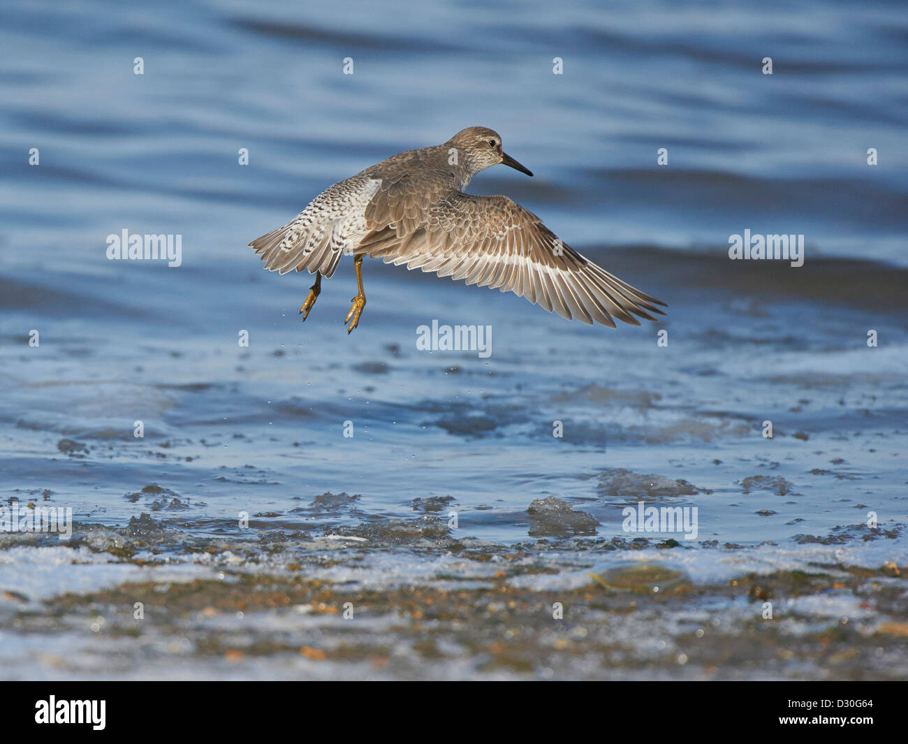 Knot in flight Stock Photo - Alamy