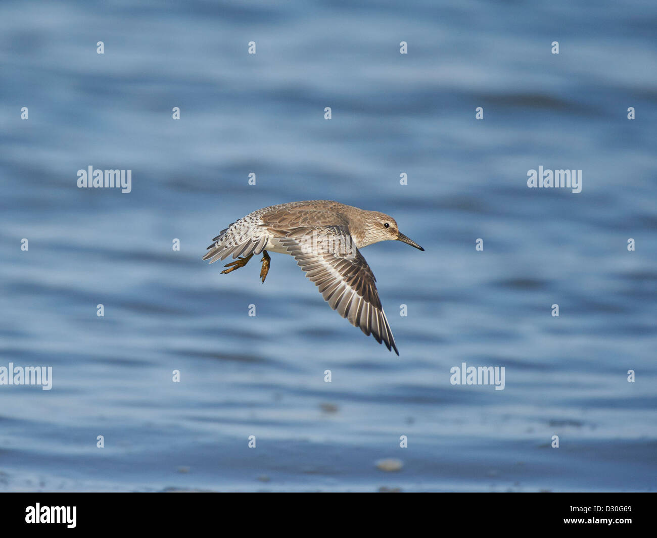 Knot in flight Stock Photo - Alamy