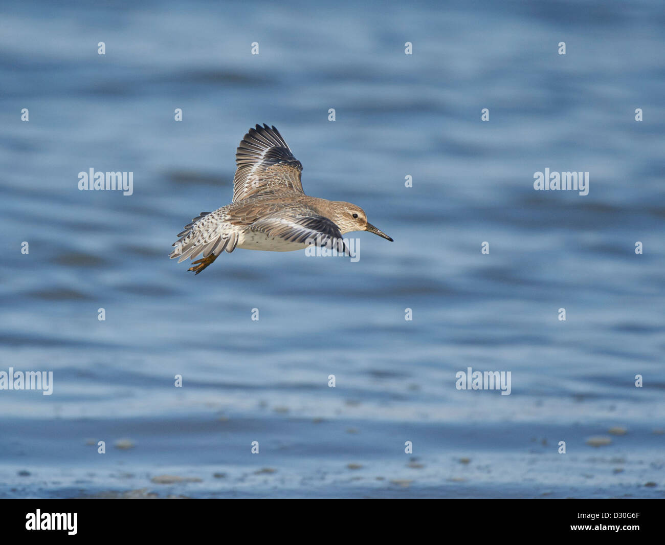 Knot in flight Stock Photo - Alamy