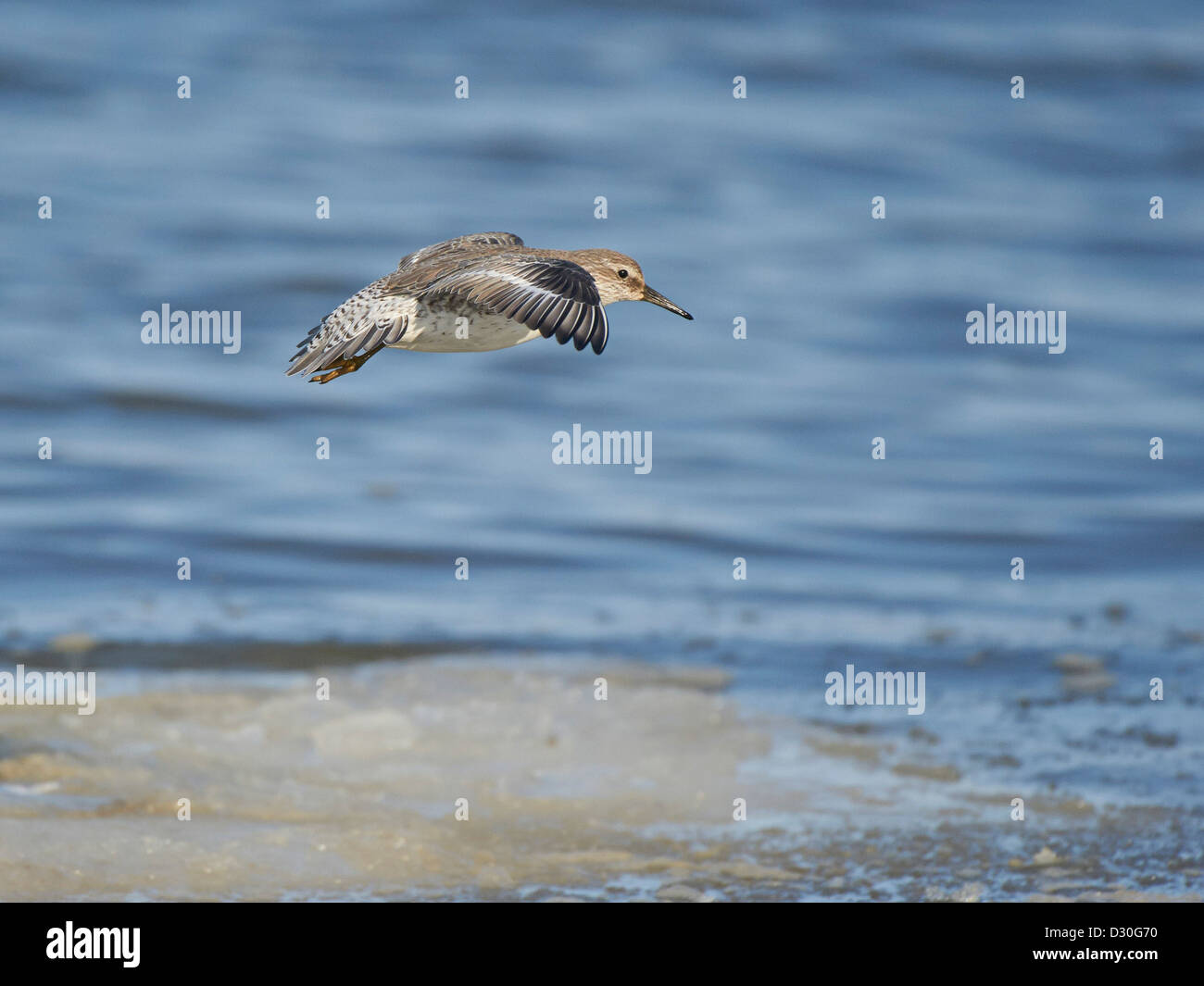 Knot in flight Stock Photo - Alamy