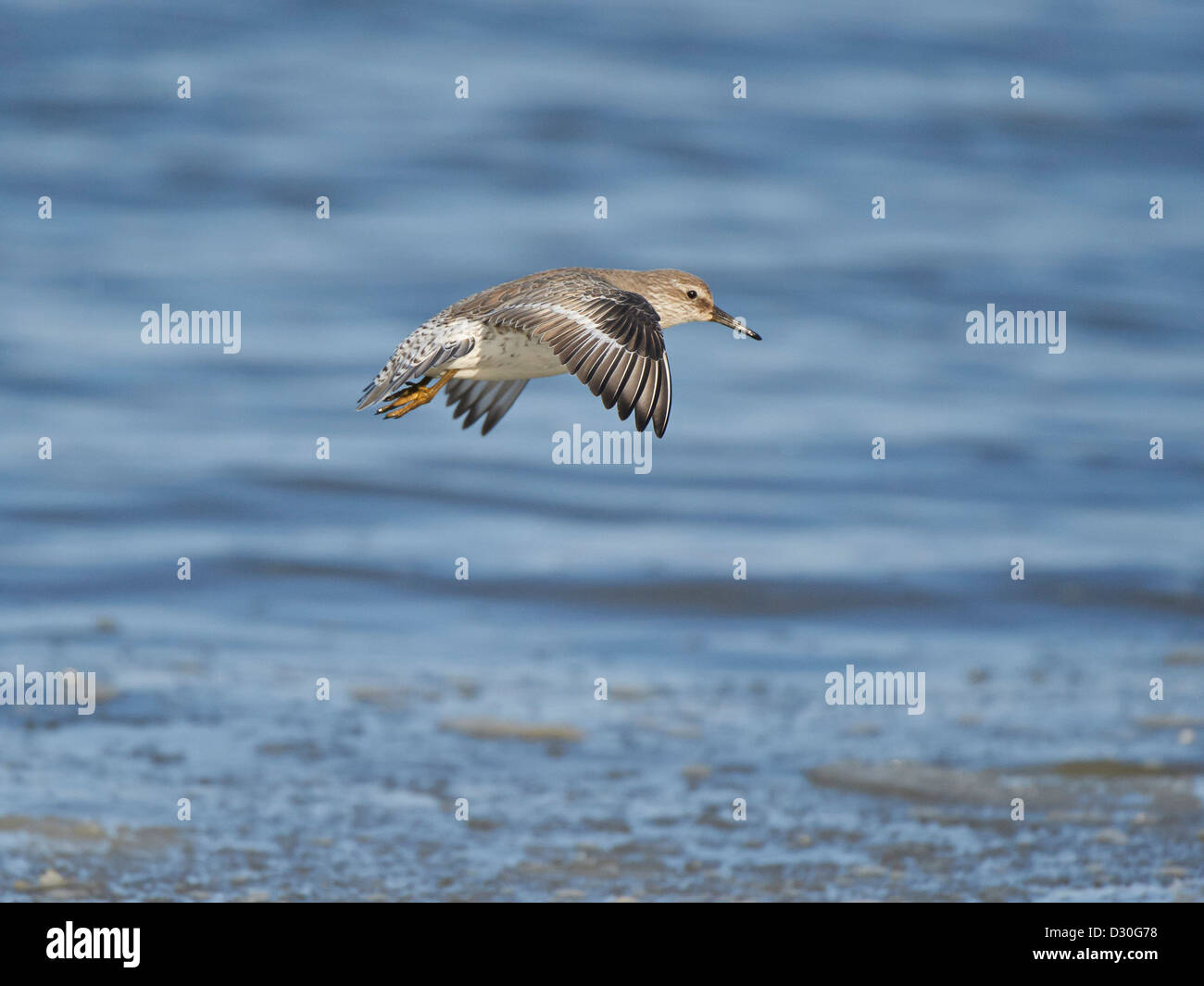 Knot in flight Stock Photo - Alamy