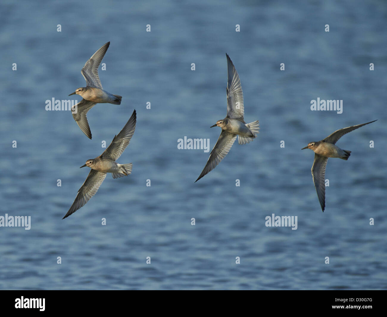 Knot Bird High Resolution Stock Photography and Images Alamy
