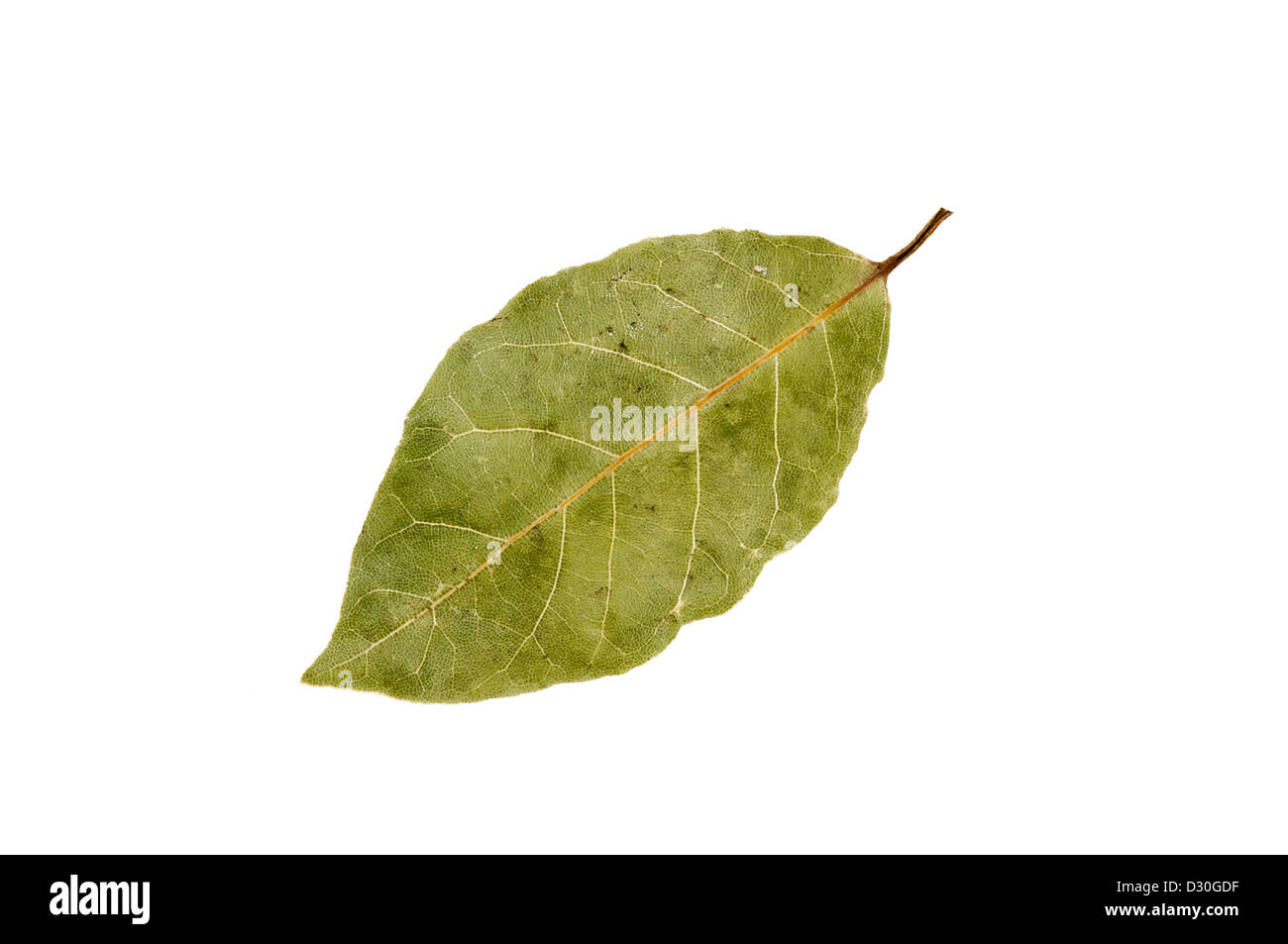 dried bay leaf isolated on a white background Stock Photo