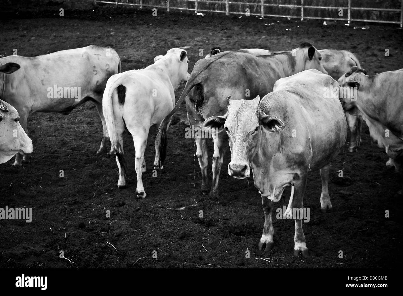 black and white picture add grain of Thailand cattle - Tak breed cows Stock Photo