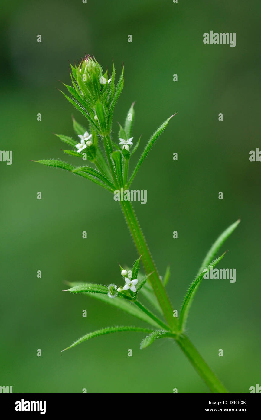 Cleavers or 'sticky willy' in flower Stock Photo