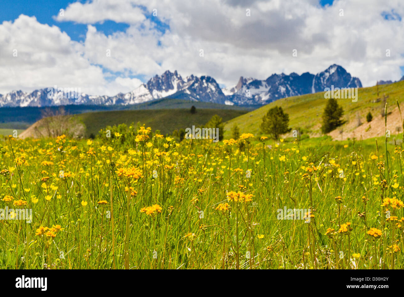 Field of yellow summer wildflowers against backdrop of snowcapped Sawtooth Mountains by Salmon River in Stanley, Idaho Stock Photo