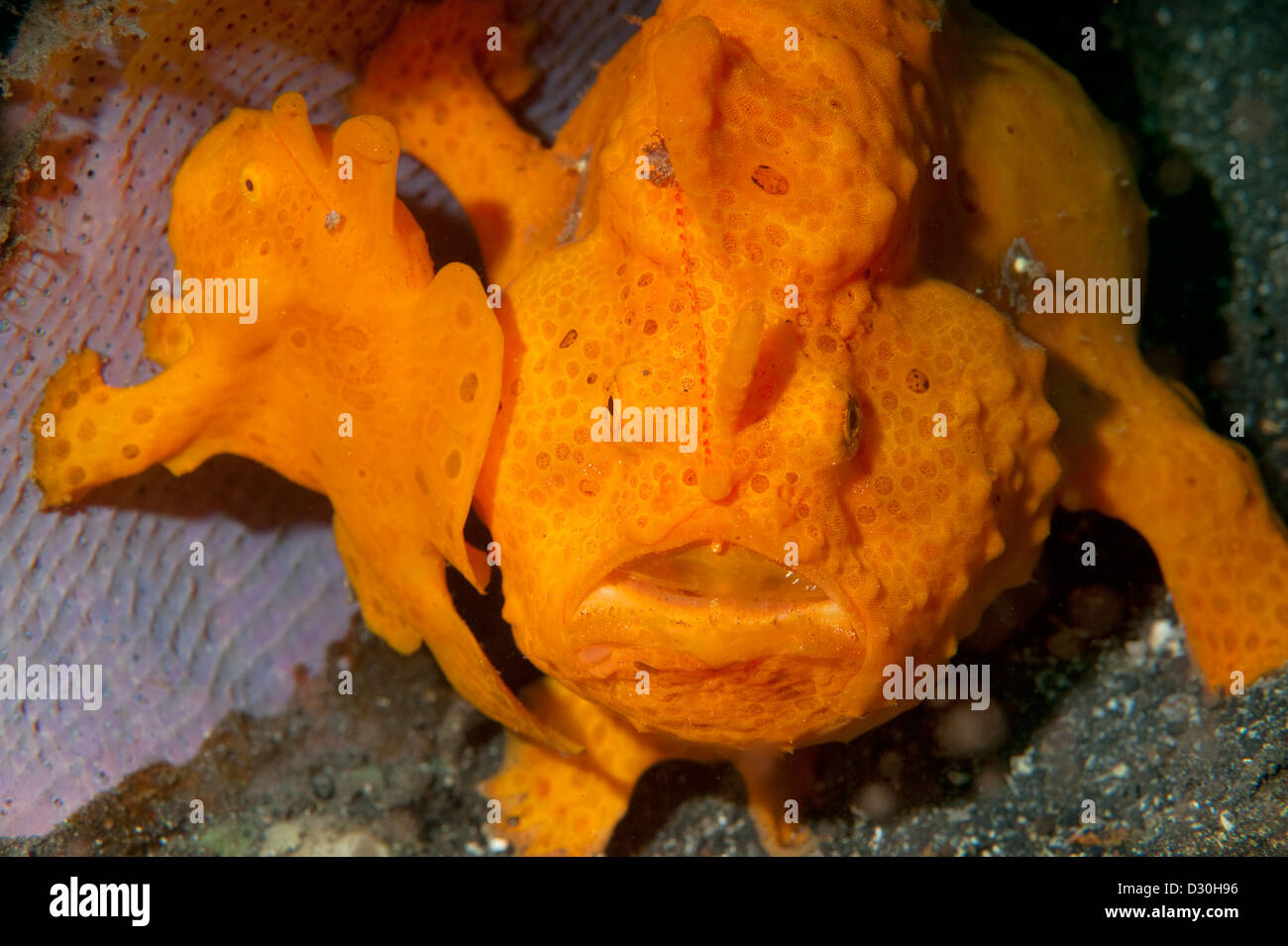 A pair of orange Painted Frogfish in Lembeh Strait, North Sulawesi. Stock Photo