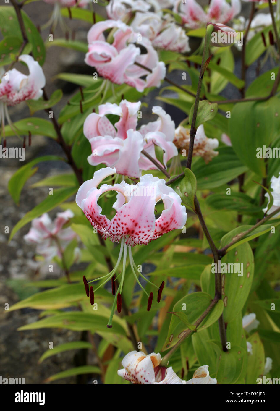 Japanese Lily, Lilium speciosum var. speciosum, Liliaceae. China, Japan, Taiwan. Stock Photo
