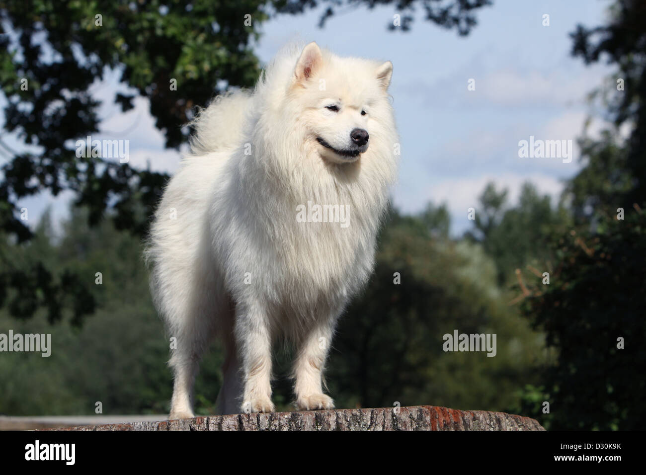 Samonode Dog Dog Samoyed / Samojede adult standing on a wood Stock Photo - Alamy