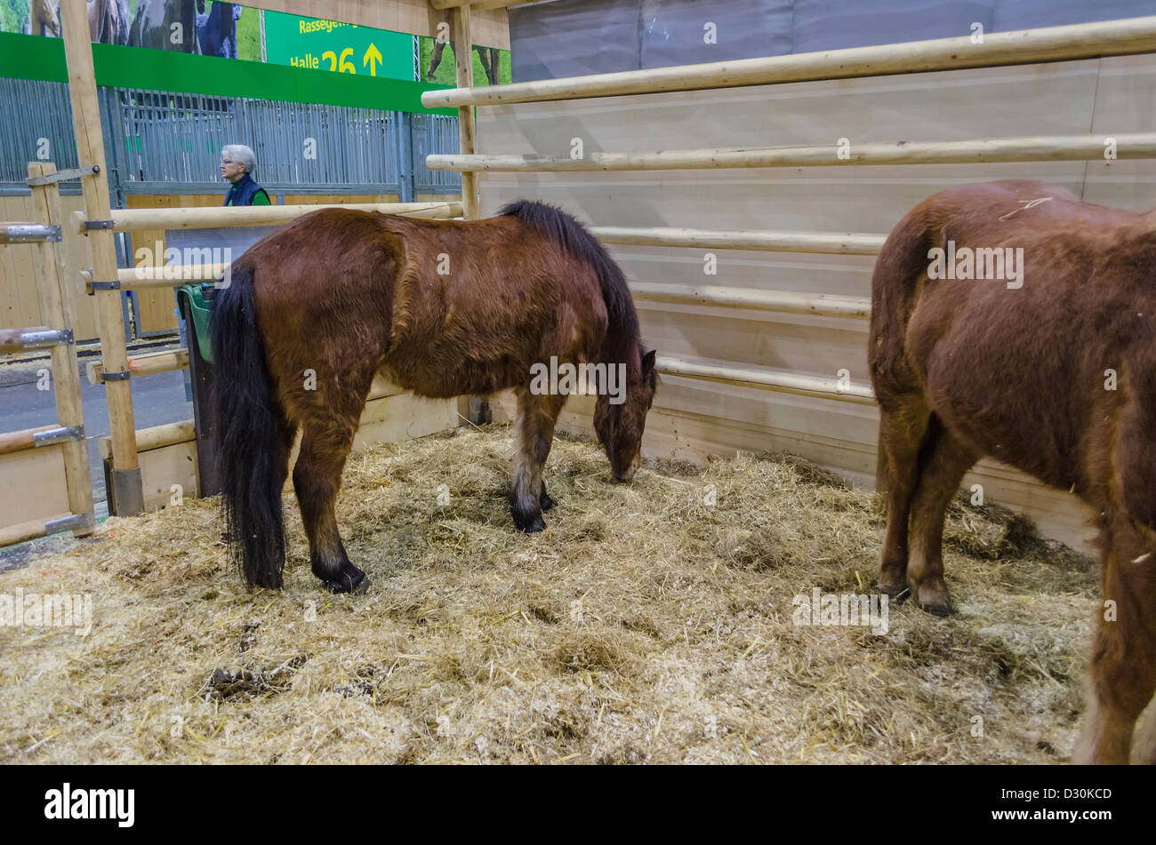 Two horses in compound at "Green Week" in Berlin, Germany Stock Photo