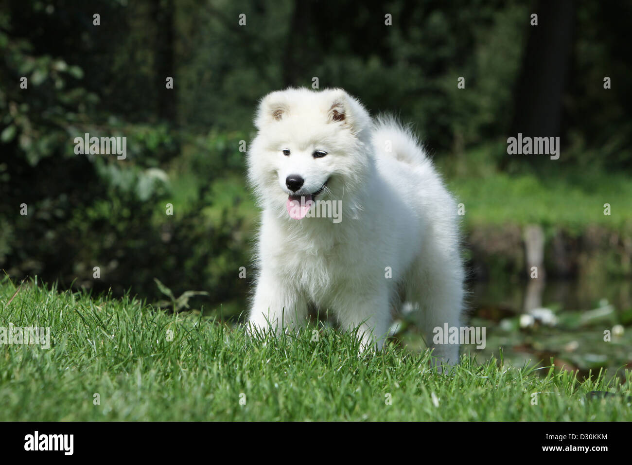 Samojede Dog High Resolution Stock Photography and Images - Alamy
