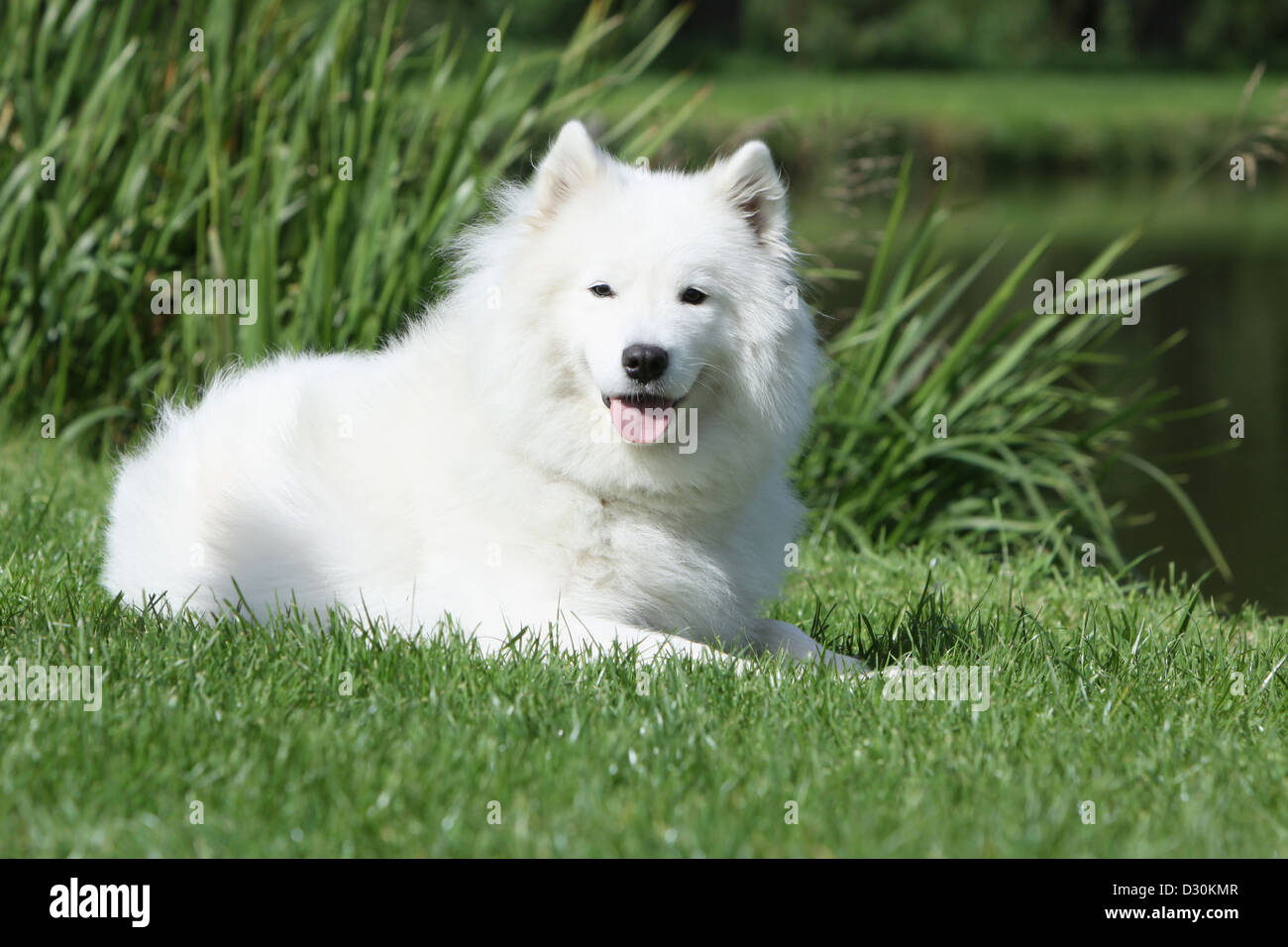 Samoyed dog lying down hires stock photography and images Alamy