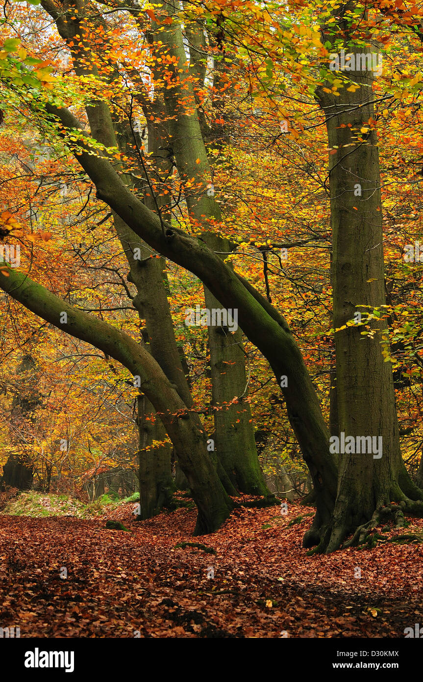 A view of beech trees in autumn Stock Photo