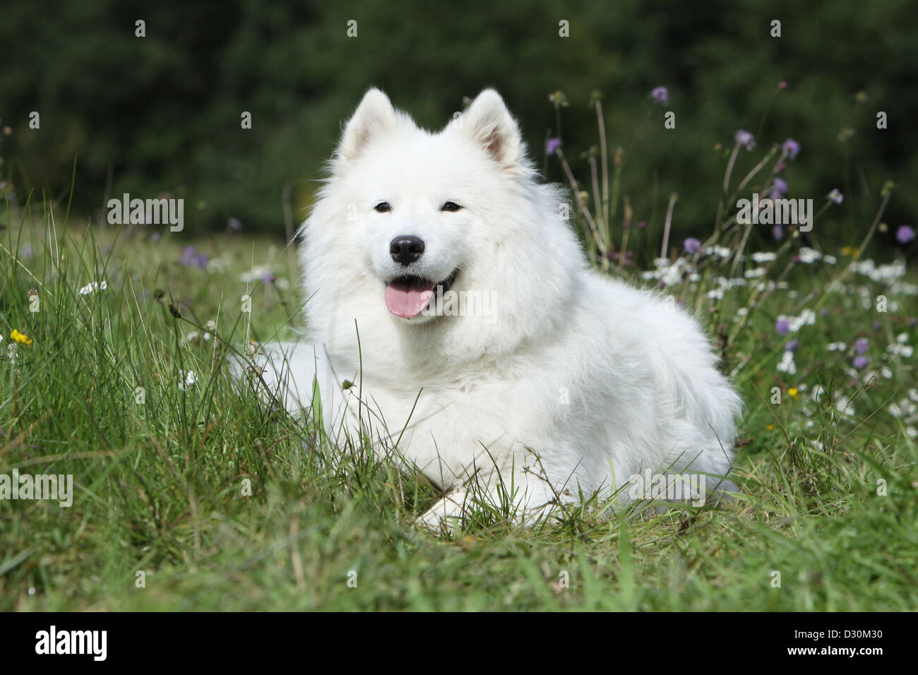 Samoyed dog lying down hires stock photography and images Alamy