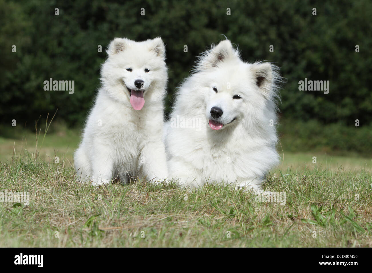 Dog Samoyed / Samojede adult and puppy in a meadow Stock Photo - Alamy