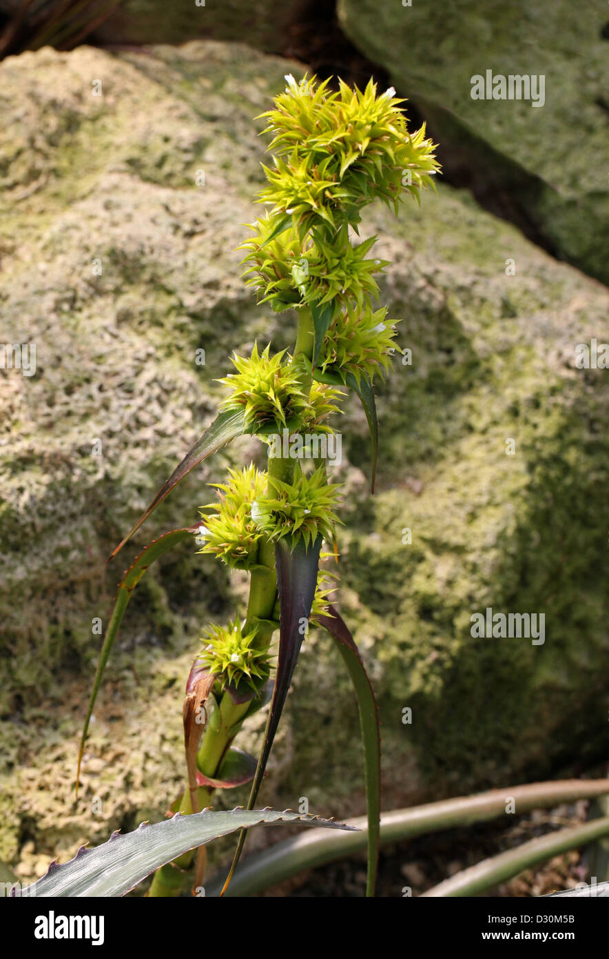 Bromeliad, Orthophytum glabrum, Bromeliaceae. Brazil, South America. Stock Photo
