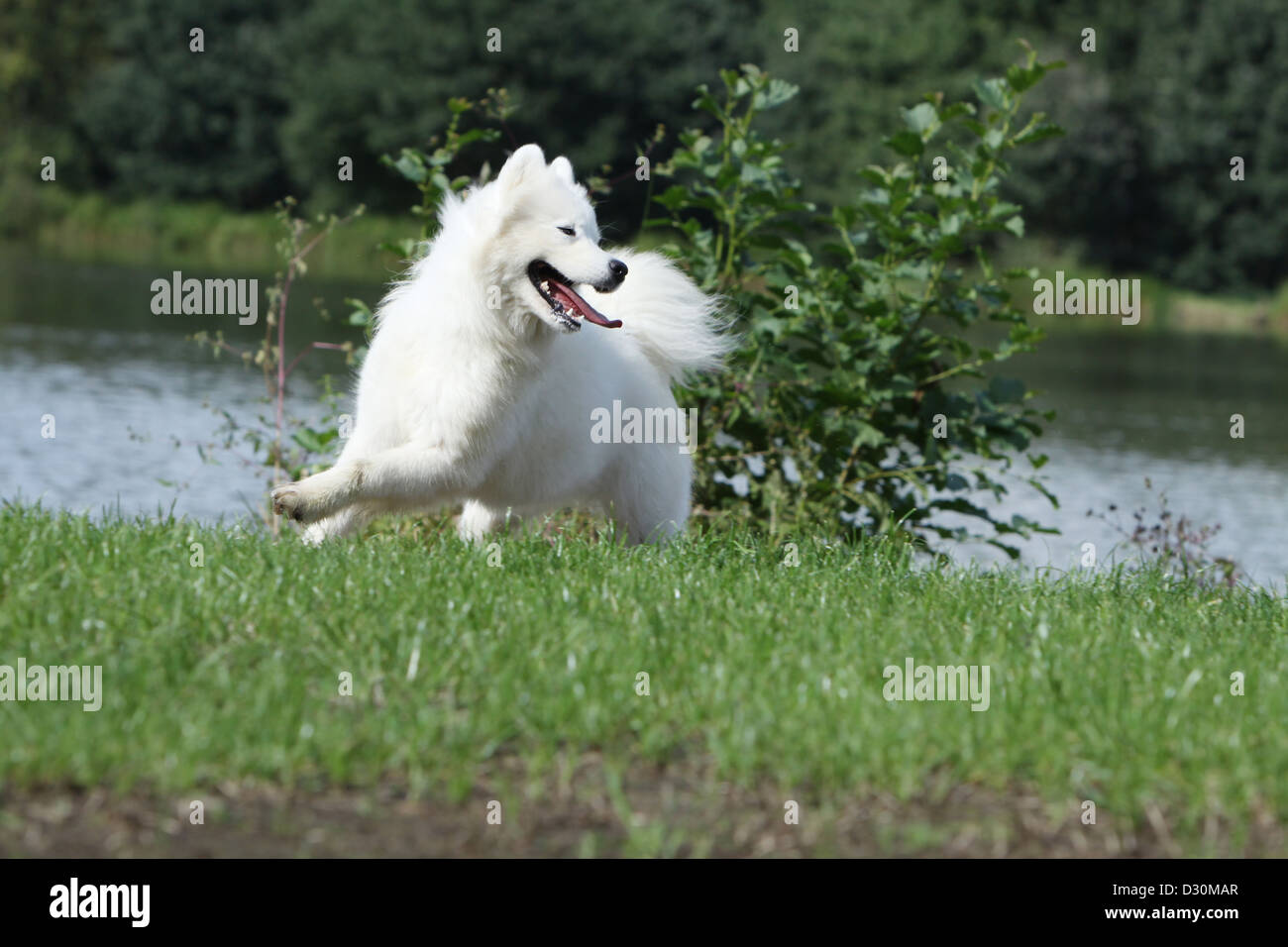 Samonode Dog Dog Samoyed / Samojede adult running on the edge of a pond Stock Photo ...