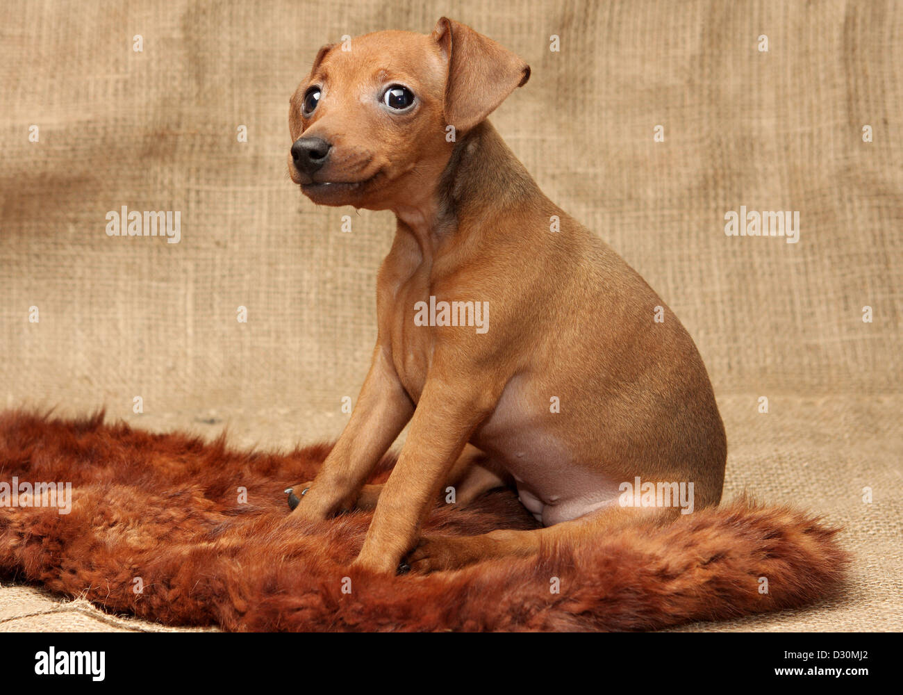 The Miniature Pinscher puppy, 2 months 1 week old Stock Photo