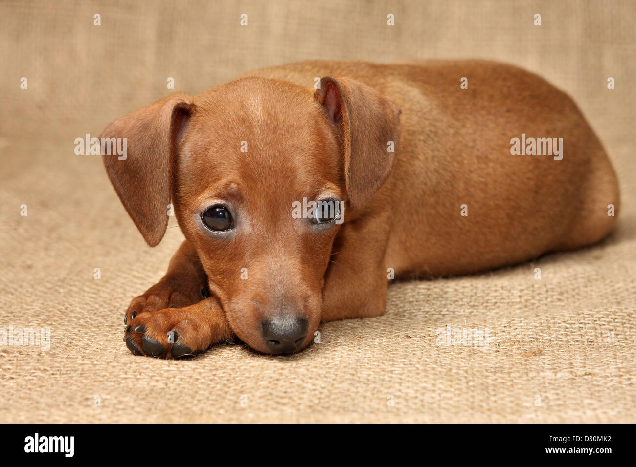 The Miniature Pinscher puppy, 2 months 1 week old Stock Photo