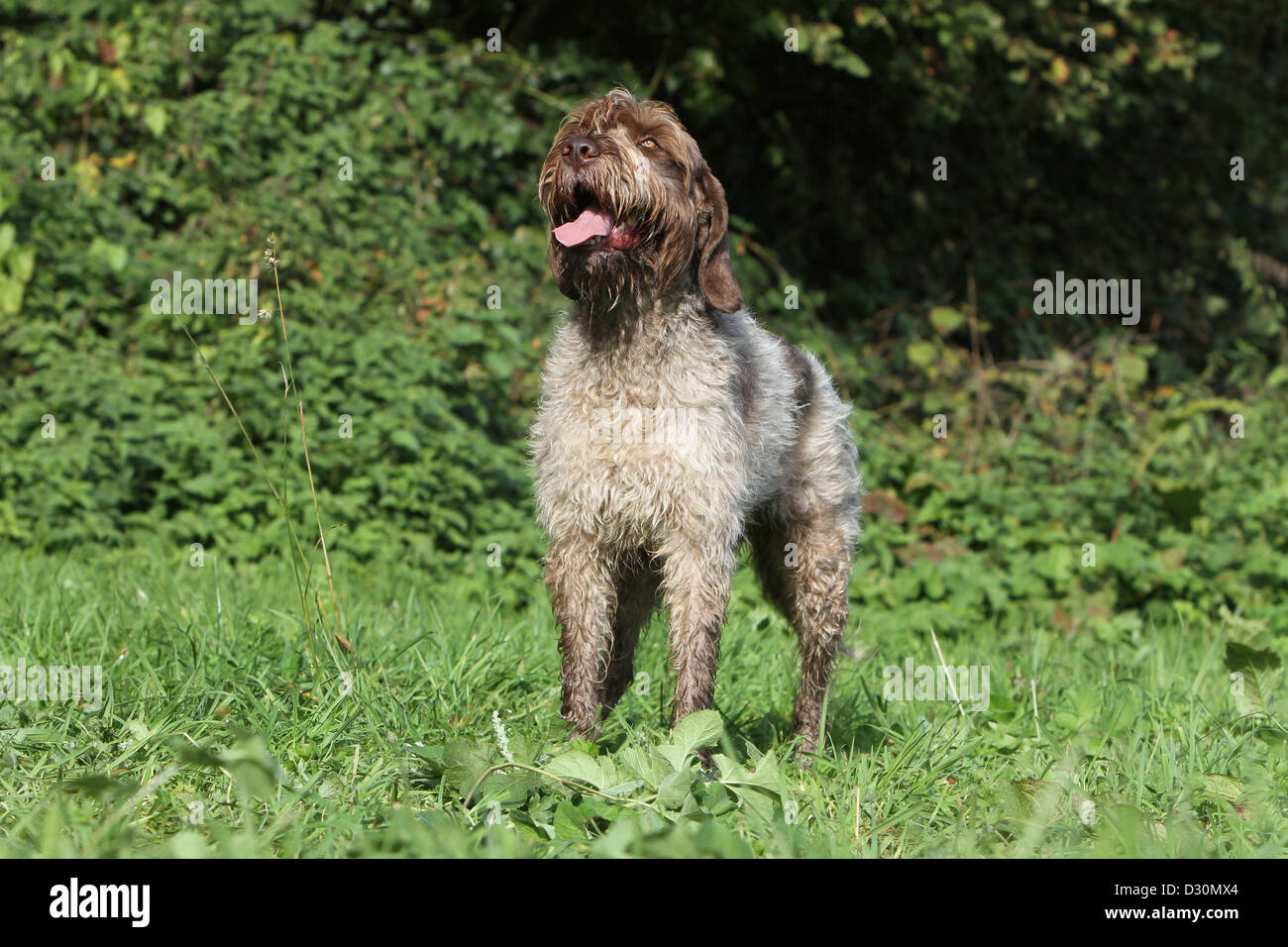 Dog Wirehaired Pointing Griffon / Korthals Griffon adult standing in a meadow Stock Photo