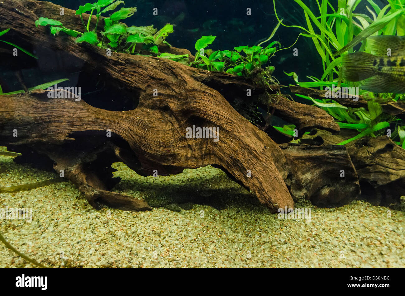 Piece of wood in aquarium at "Green Week" in Berlin, Germany Stock