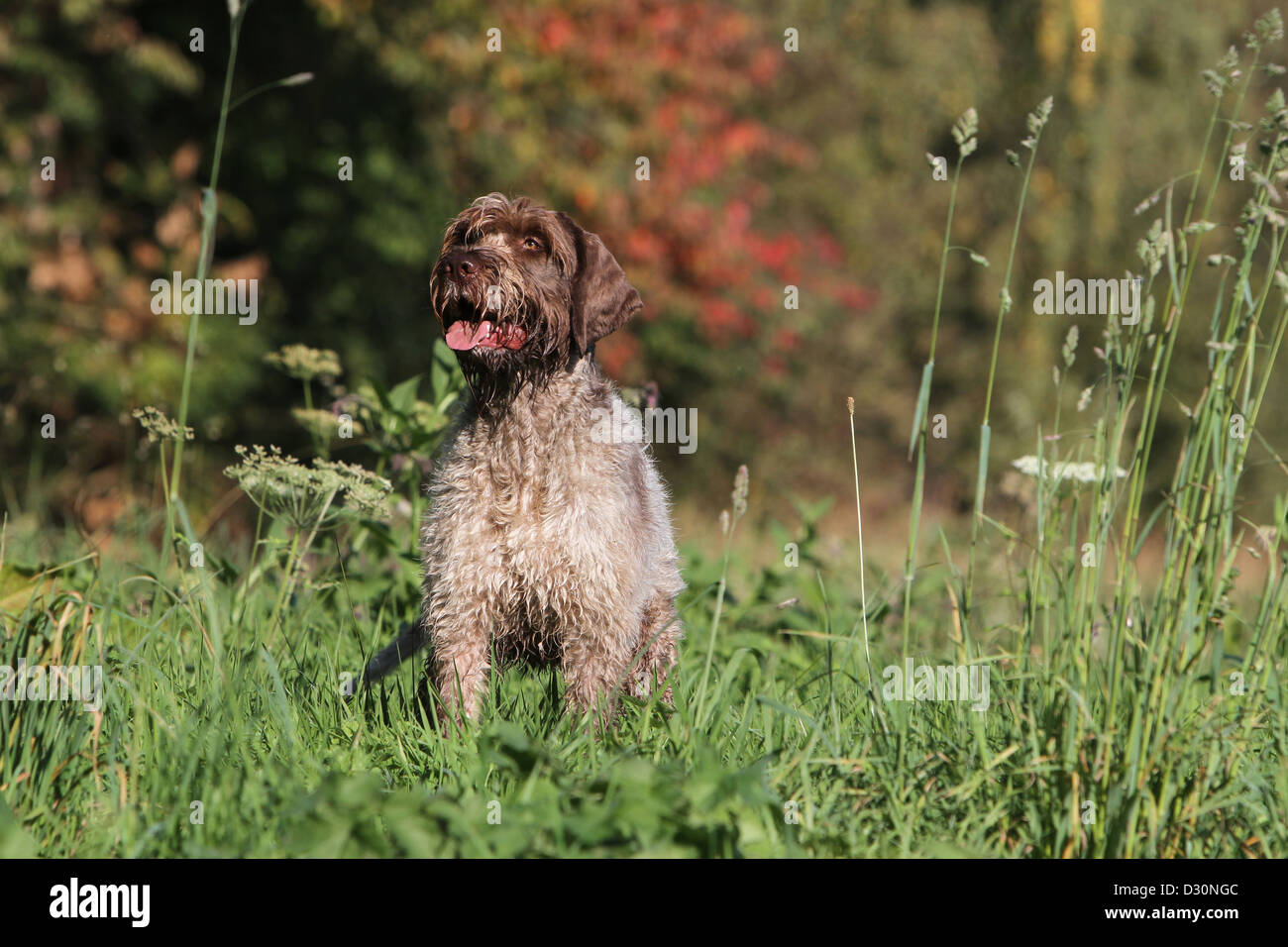Dog Wirehaired Pointing Griffon / Korthals Griffon adult standing in a meadow Stock Photo