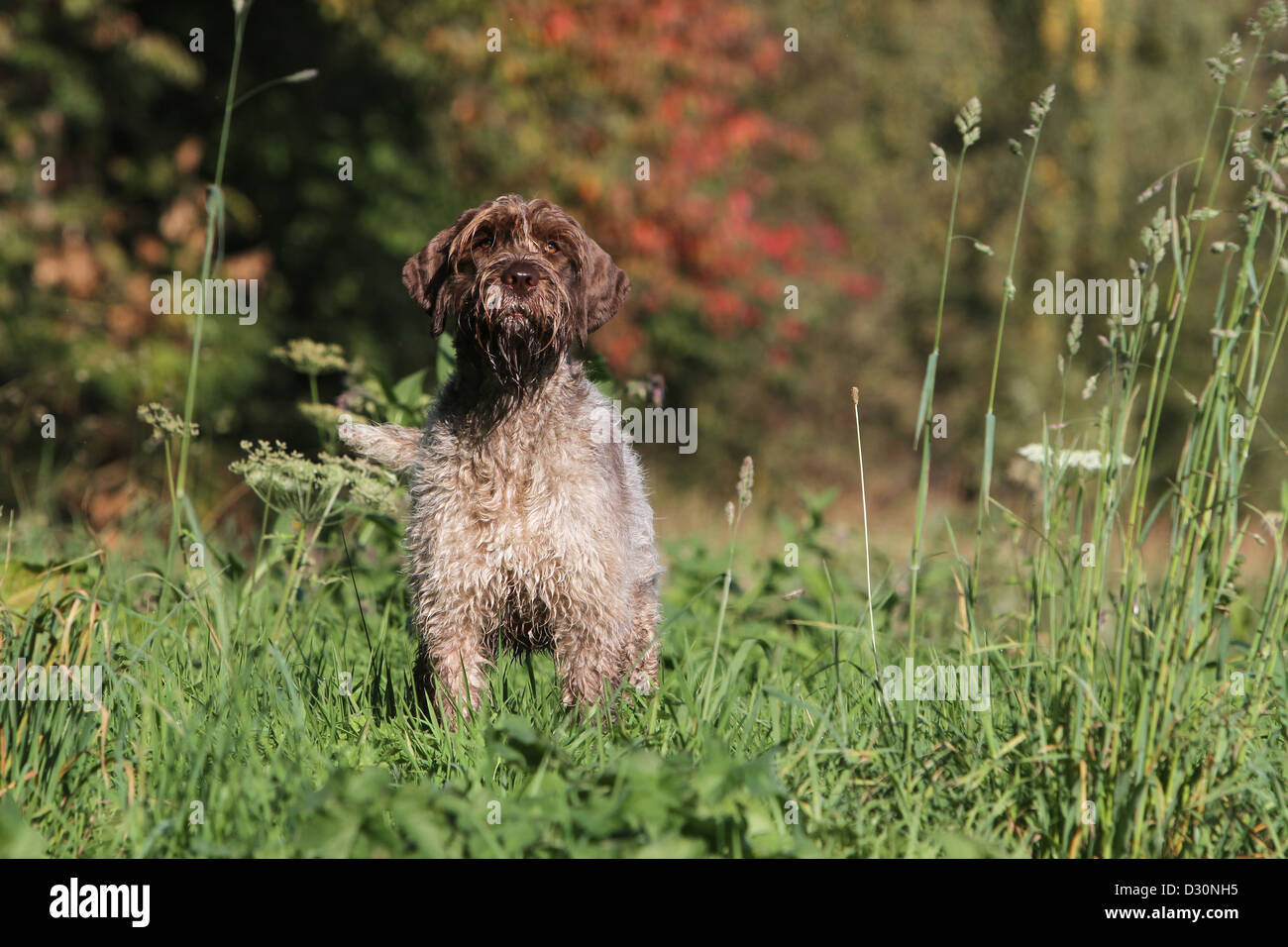 Dog Wirehaired Pointing Griffon / Korthals Griffon adult standing in a meadow Stock Photo
