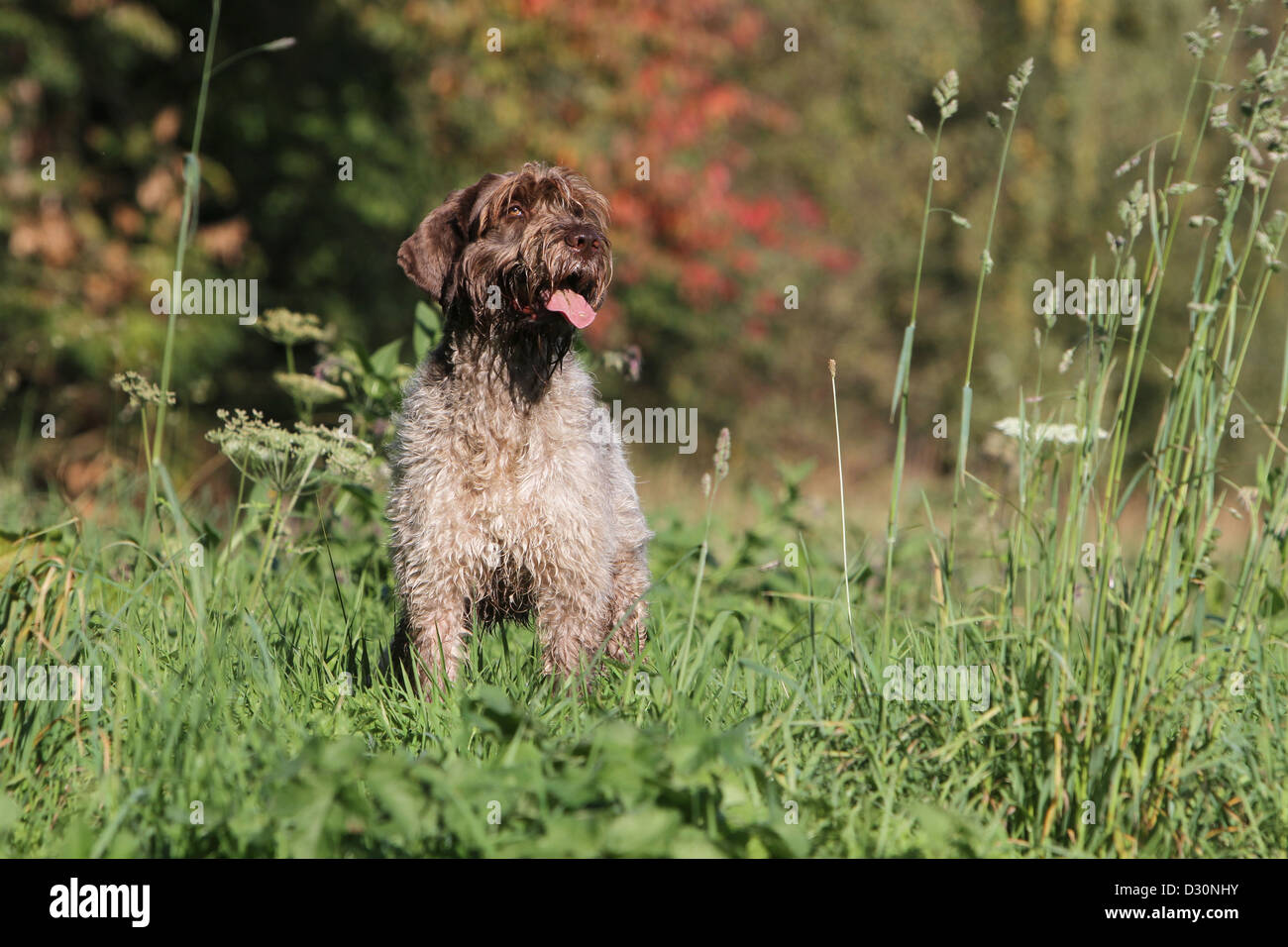 Dog Wirehaired Pointing Griffon / Korthals Griffon adult standing in a meadow Stock Photo