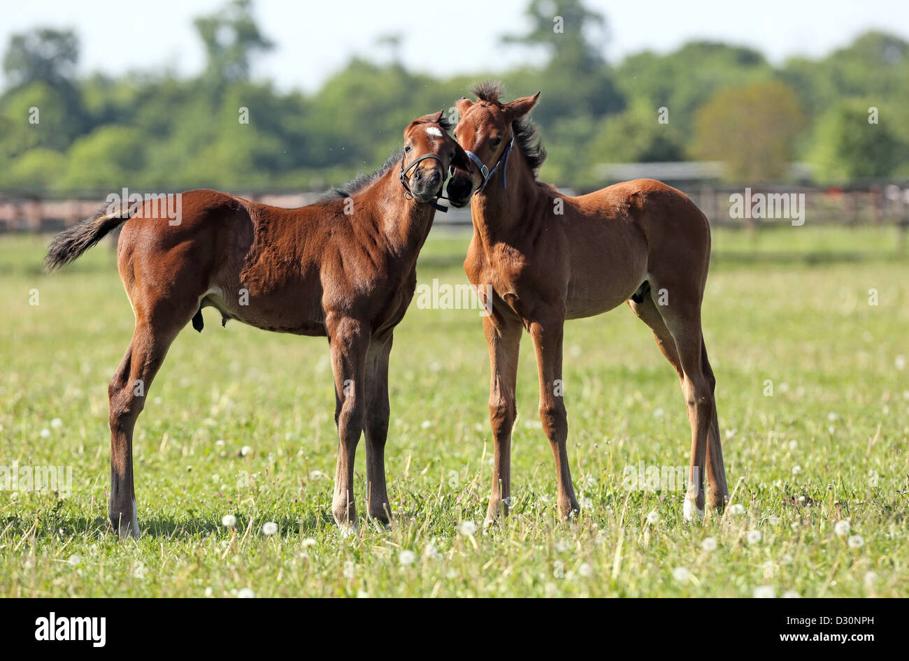 Gernsheim, Germany, two foals in the pasture Stock Photo