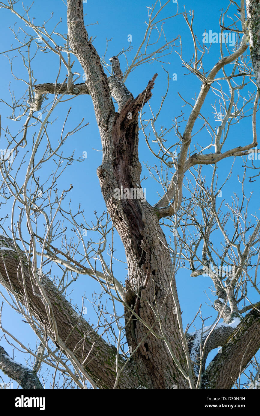 Diseased ash tree with rotting wood Wales UK Stock Photo