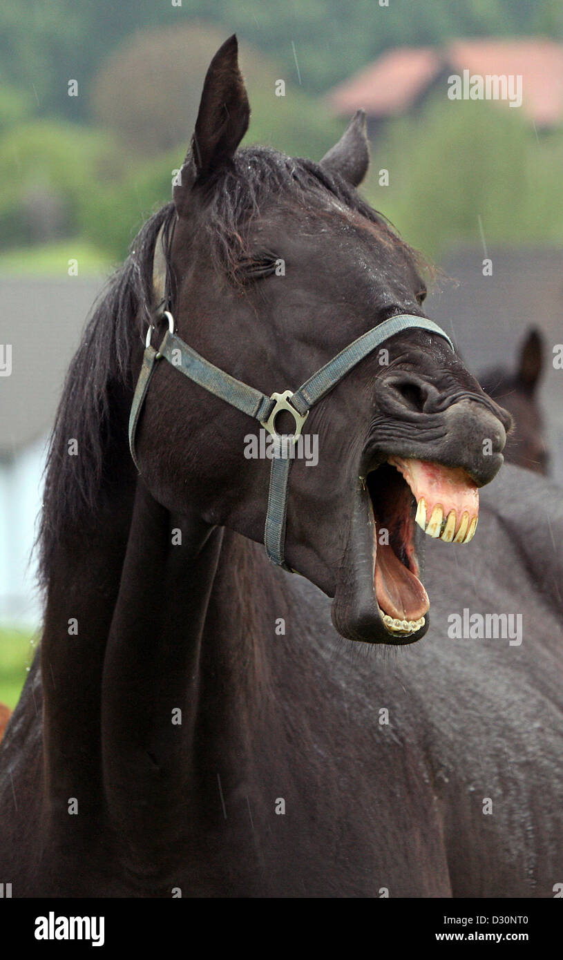 Exhausted horse hires stock photography and images Alamy