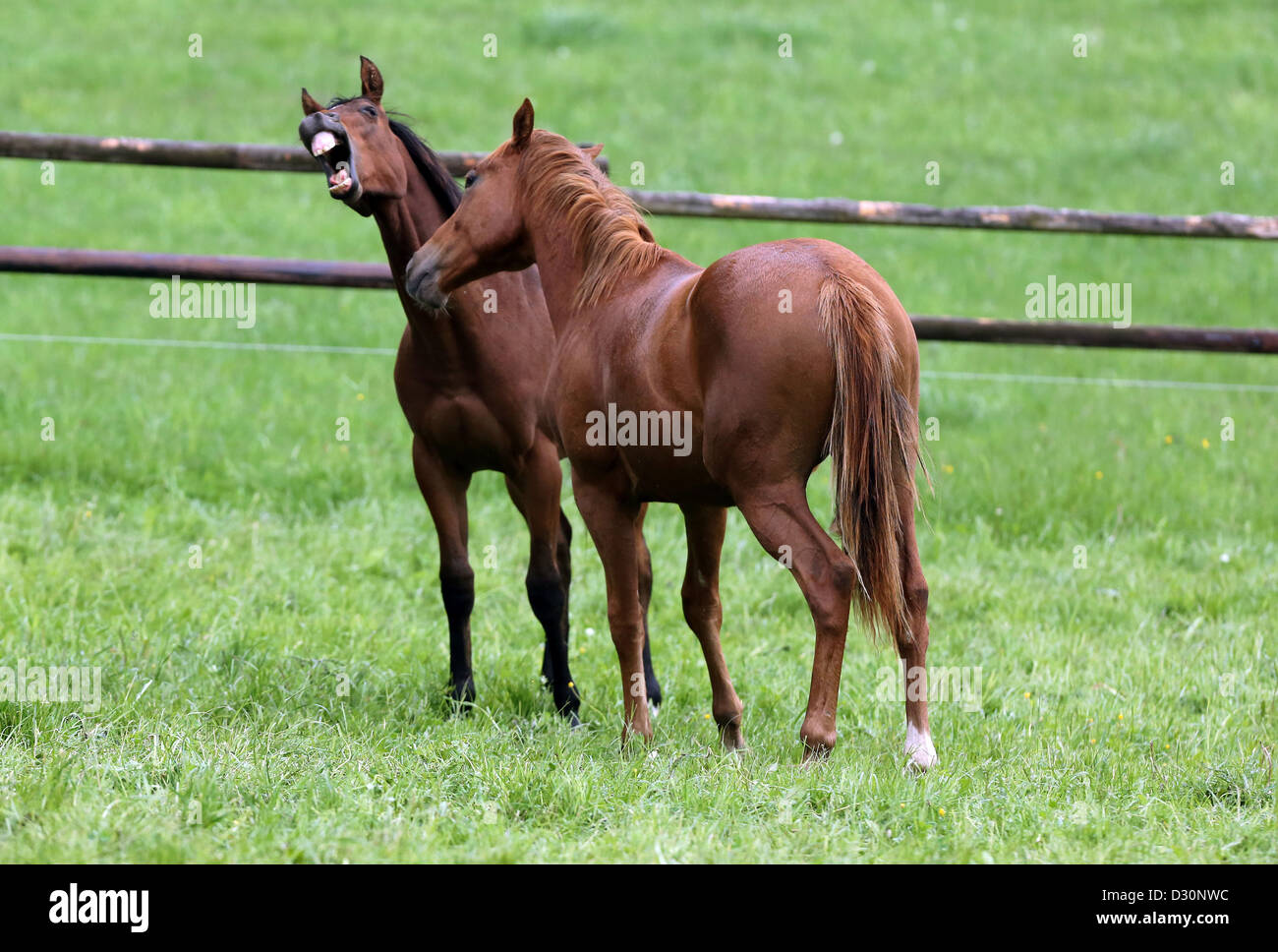 Exhausted horse hires stock photography and images Alamy