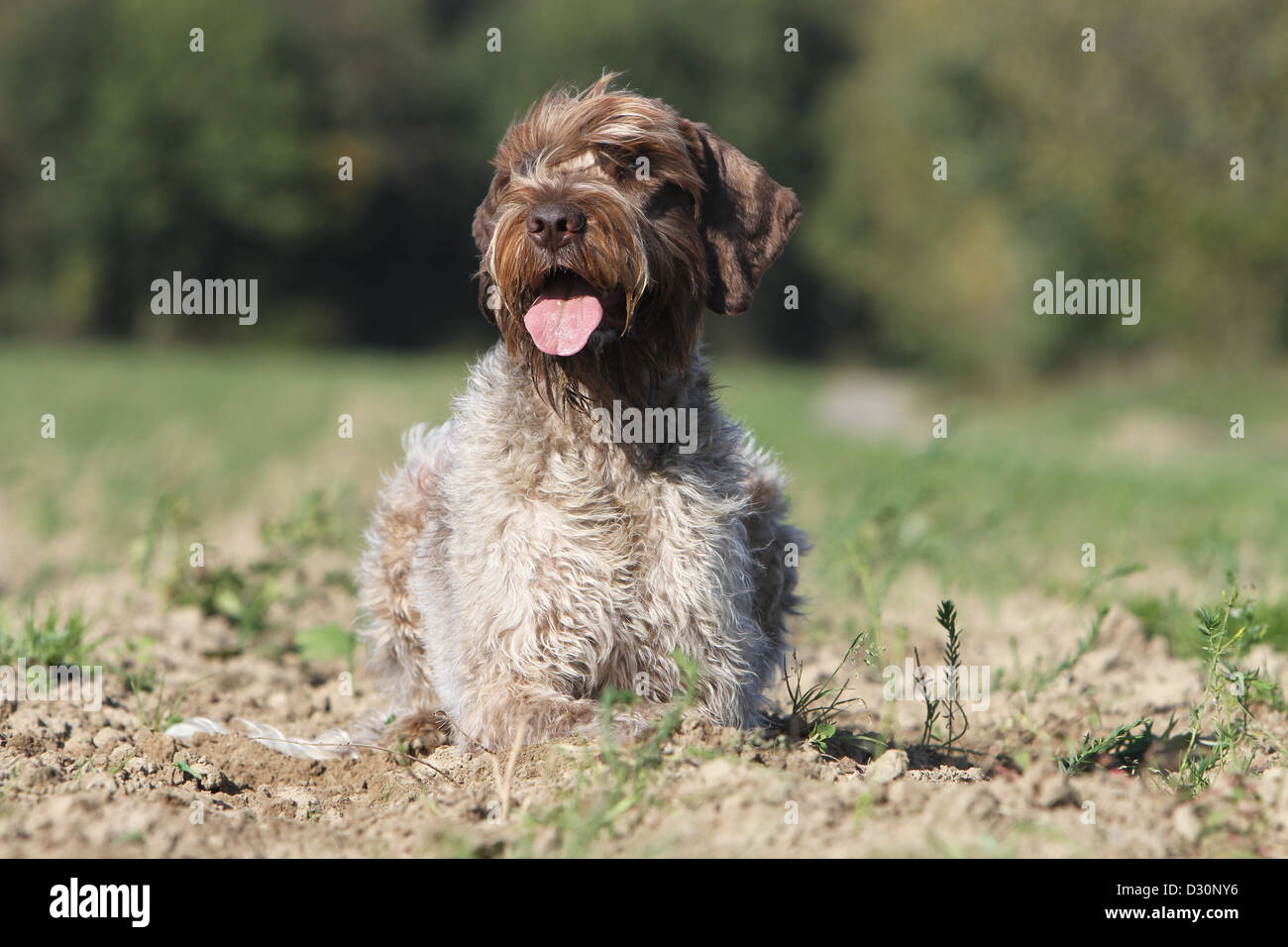 Dog Wirehaired Pointing Griffon / Korthals Griffon adult lying in a field Stock Photo