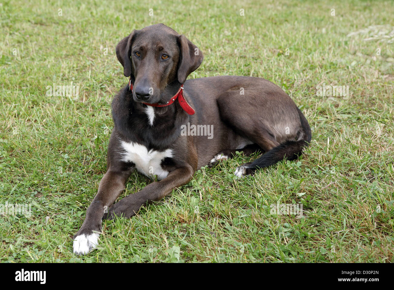 New Kätwin, Germany, the dog is aware of a meadow Stock Photo