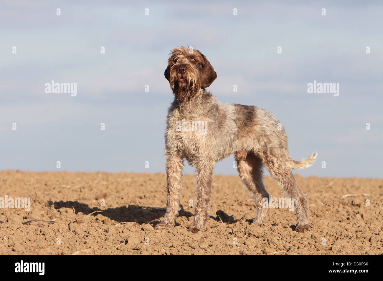 Dog Wirehaired Pointing Griffon / Korthals Griffon adult standing in a field Stock Photo