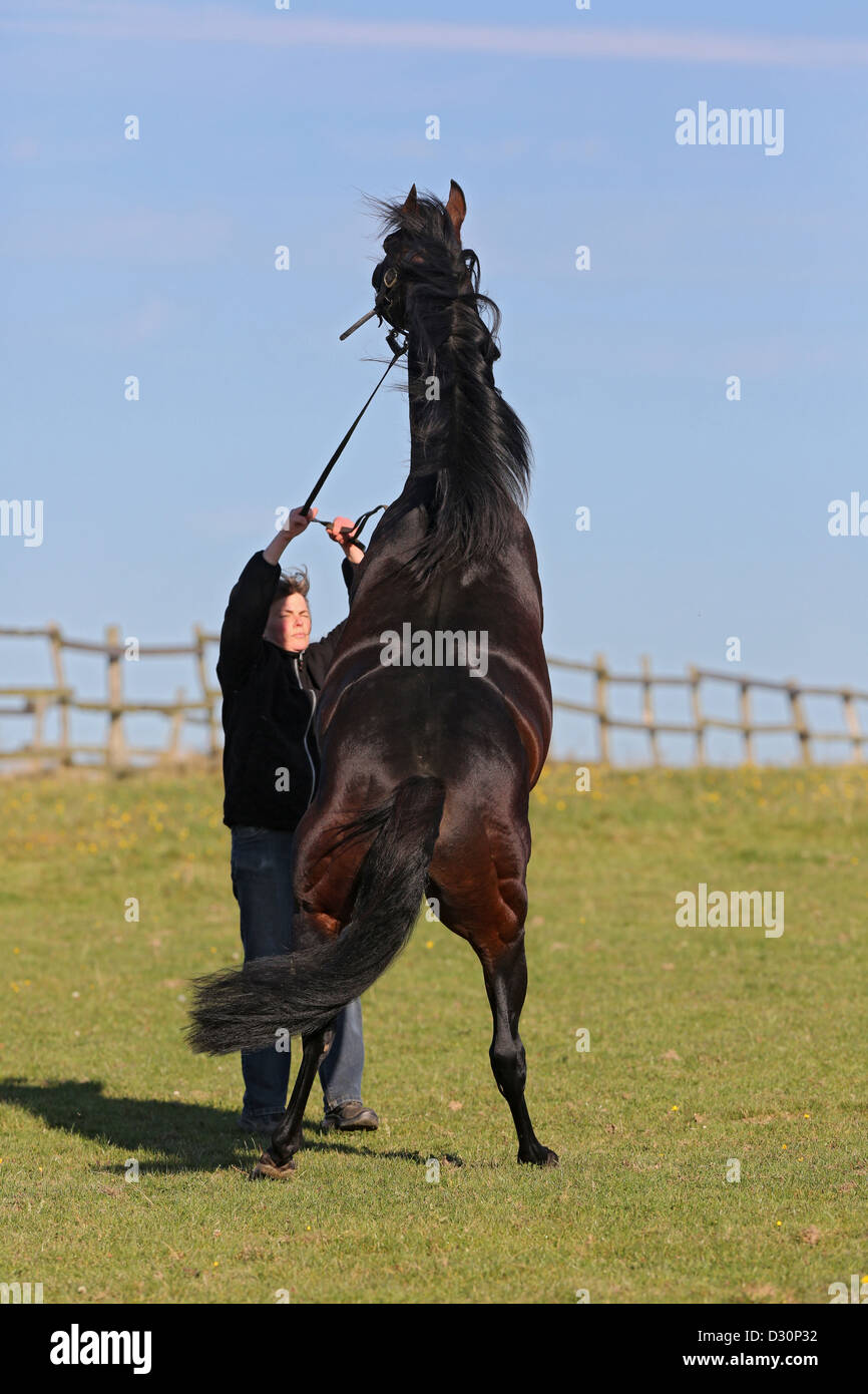 Roedinghausen, Germany, stallion rises before his nurse Stock Photo