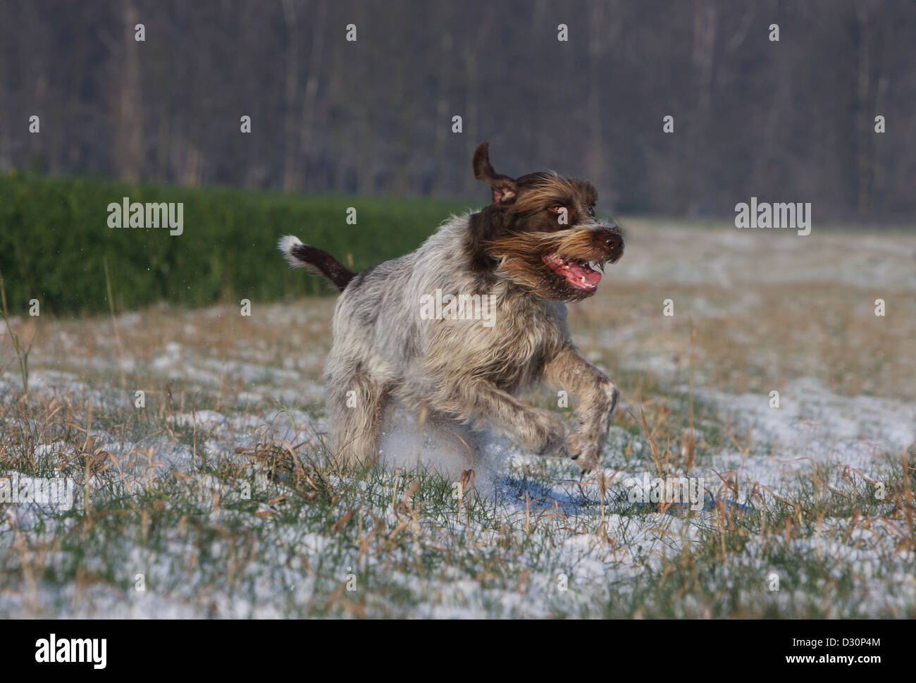 Dog Wirehaired Pointing Griffon / Korthals Griffon adult running in a field Stock Photo