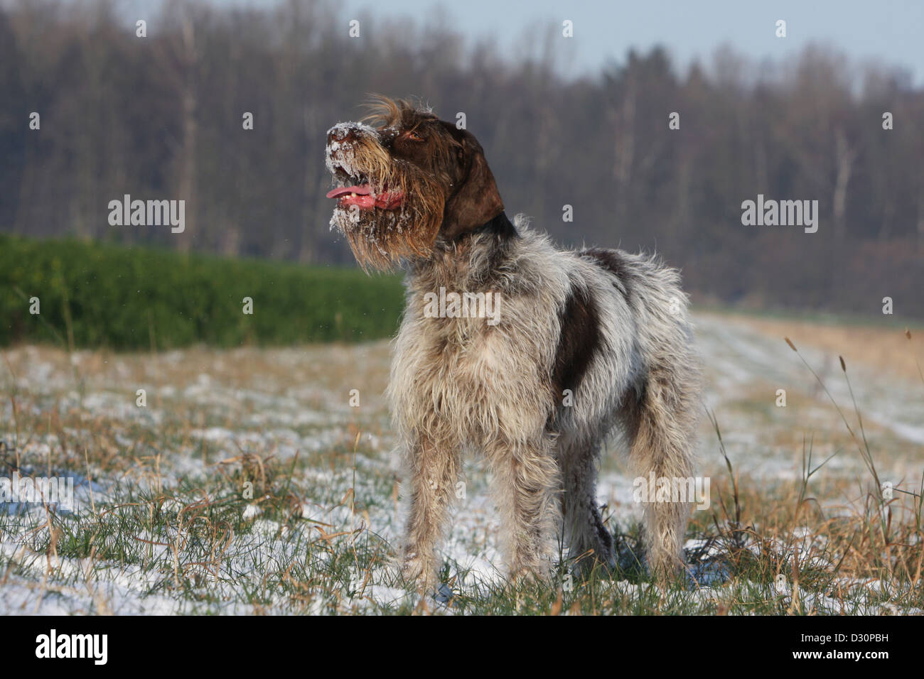 Dog Wirehaired Pointing Griffon / Korthals Griffon adult standing in a field Stock Photo
