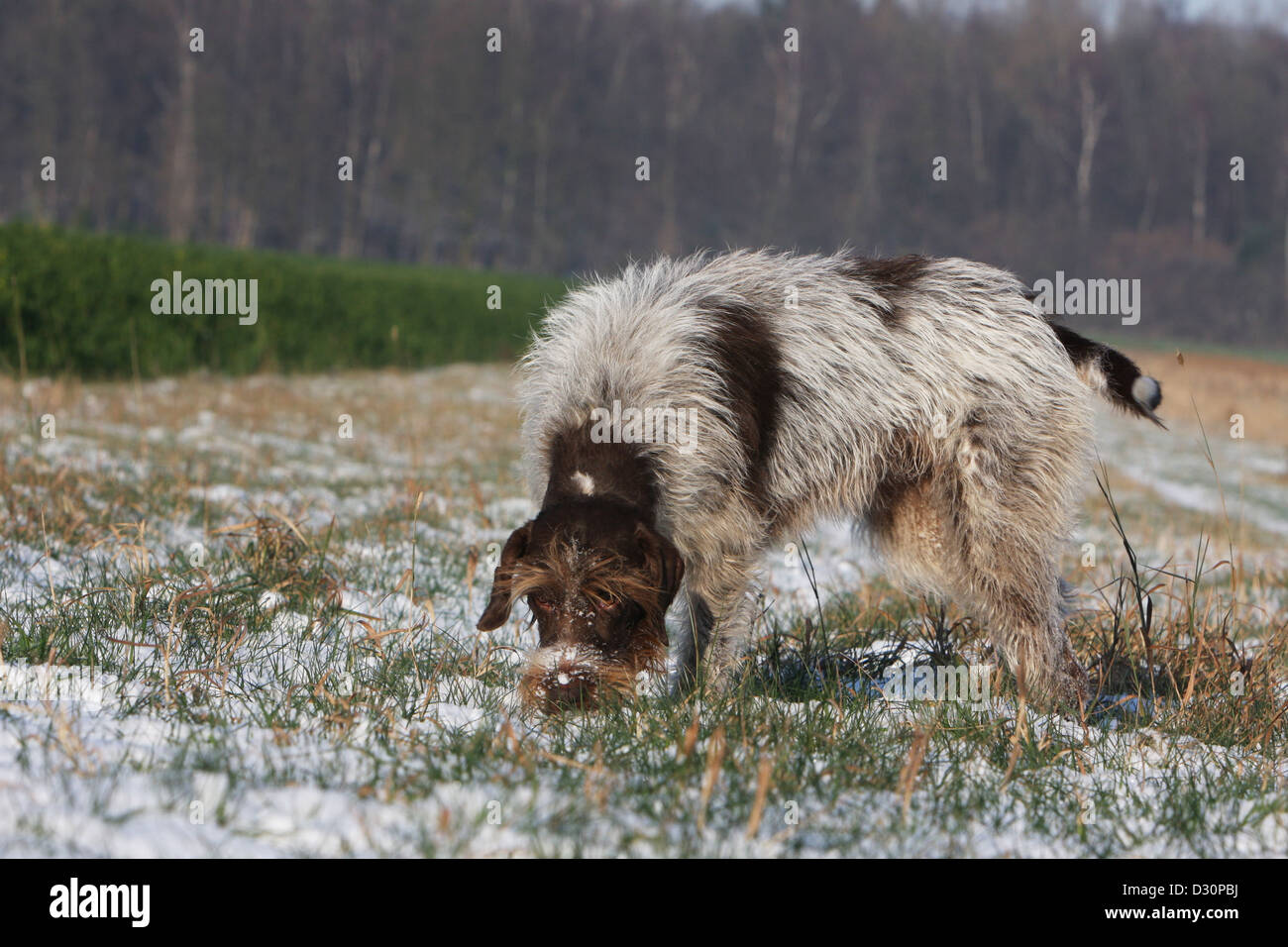 Dog Wirehaired Pointing Griffon / Korthals Griffon adult smell in a field Stock Photo
