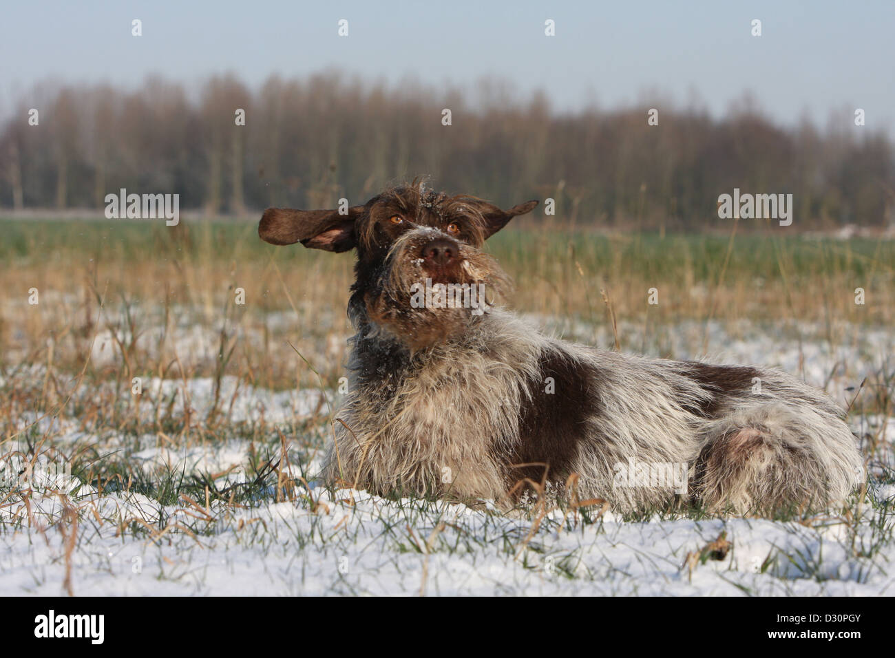 Dog Wirehaired Pointing Griffon / Korthals Griffon adult lying in a field Stock Photo