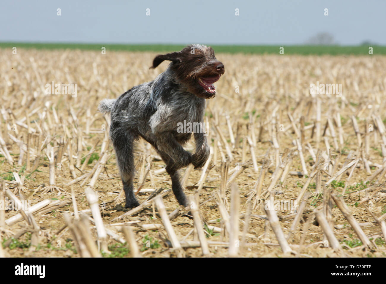 Young Griffon Stock Photos Young Griffon Stock Images Page 3