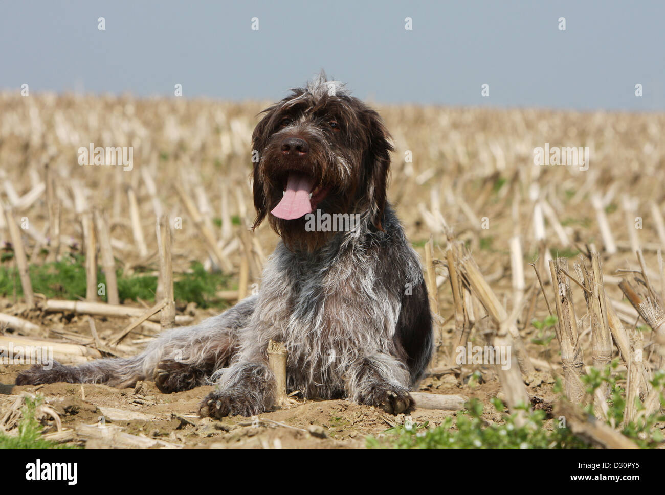 Dog Wirehaired Pointing Griffon / Korthals Griffon adult lying in a field Stock Photo