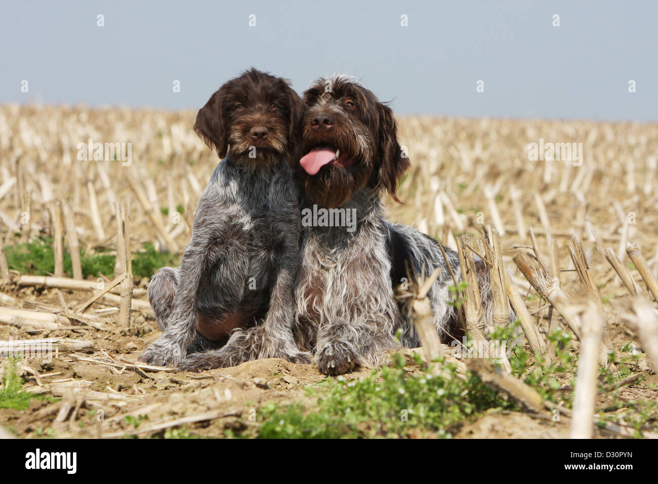 Dog Wirehaired Pointing Griffon Korthals Griffon Adult And Puppy